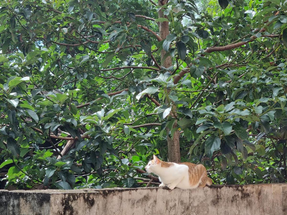 Katie homestay Dong My Luaran gambar